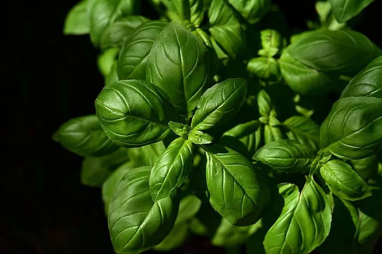 Fat-free Basil Pesto